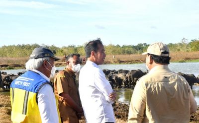 Presiden Jokowi Kunjungi Pulau Moa, Peternak Kerbau Keluhkan Kesulitan Air