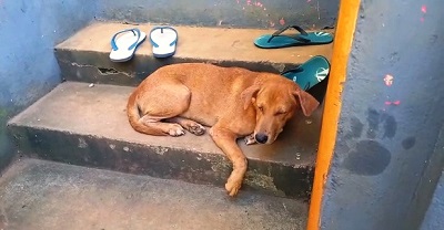 Bocah 3 Tahun Digigit Anjing di Kota Ambon
