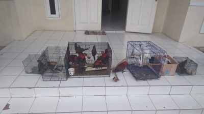 BKSDA Maluku Amankan 22 Ekor Satwa Dilindungi