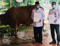 Presiden Jokowi Salurkan Sapi Kurban di Seluruh Provinsi Indonesia