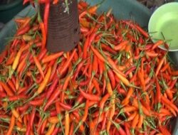 Dua Bulan Terakhir: Harga Cabe Tetap Tinggi di Pasar Mardika Kota Ambon
