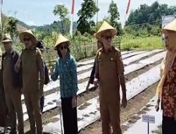 Pemerintah Buru Selatan Galakkan Gerakan Tanam Cabai untuk Kendalikan Inflasi