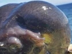 Nelayan Tak Sengaja Tangkap Hewan Mirip Alien dari Kedalaman Laut