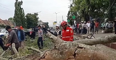 pohon