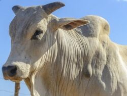 Sapi Bantuan dari Prabowo Mati Sebelum Dikurban, Kementan Cek Penyebabnya