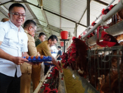 Pemerintah Tetapkan Harga Ayam Hidup Rp18.000/Kg untuk Lindungi Peternak