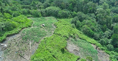 lahan ganja dinbeutong aceh