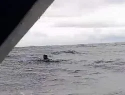Nyaris Tewas, ABK Speedboat Selamat Setelah Terjatuh di Laut Manipa