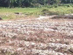 Tanggul Jebol, 160 Hektar Sawah Terancam Gagal Panen Akibat Krisis Air
