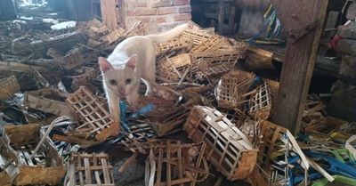 kepala kucing