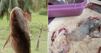 tangan putus di perut ikan