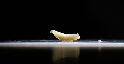 usa farmscrewworm human