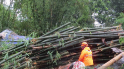 Dua Warga Tewas Tertimpa Pohon Saat Angin Kencang Terjang Jember